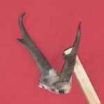 BUY ANTLERS AND HORNS : ANTELOPE - HORNS - Taxidermy Sets