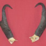 BUY ANTLERS : ANTELOPE - HORNS - TAXIDERMY SET