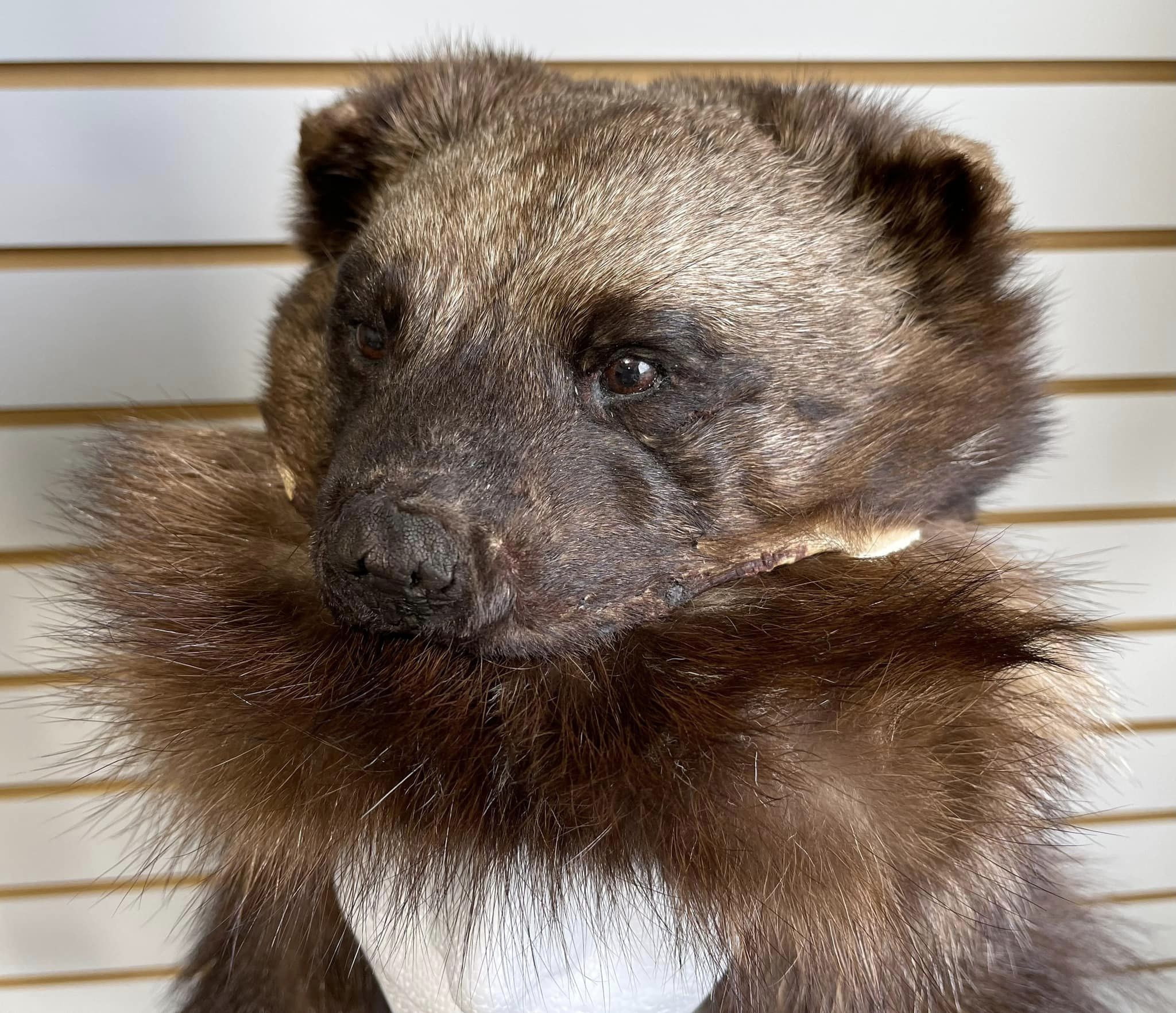 WOLVERINE