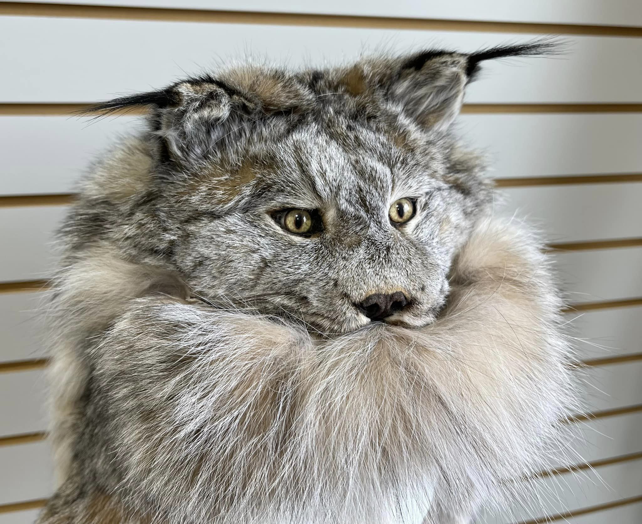 CANADIAN LYNX