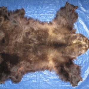 GRIZZLY BEAR