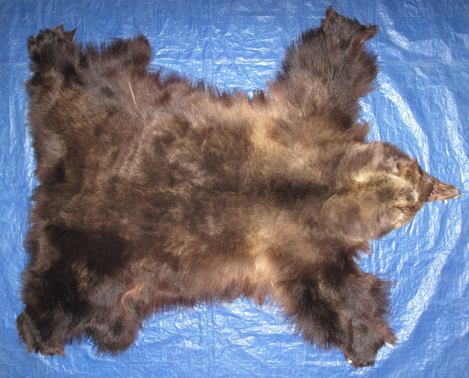 GRIZZLY BEAR