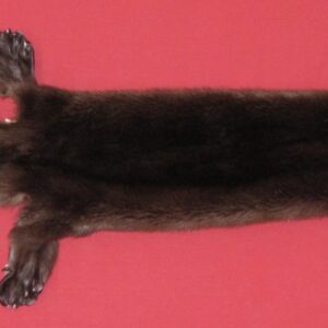 BUY TANNED FURS : OTTER - TAXIDERMY QUALITY