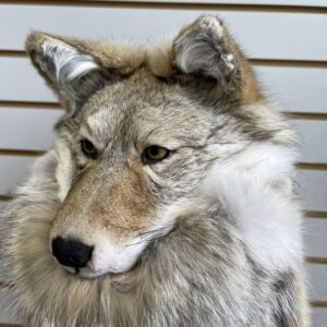 COYOTE