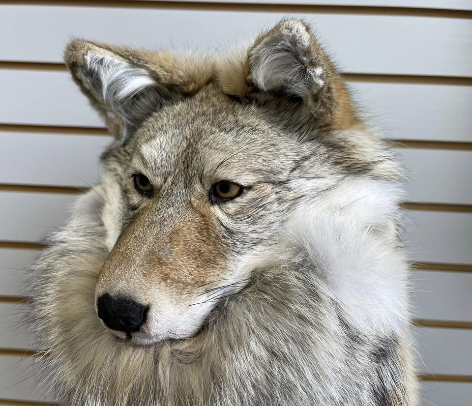 COYOTE