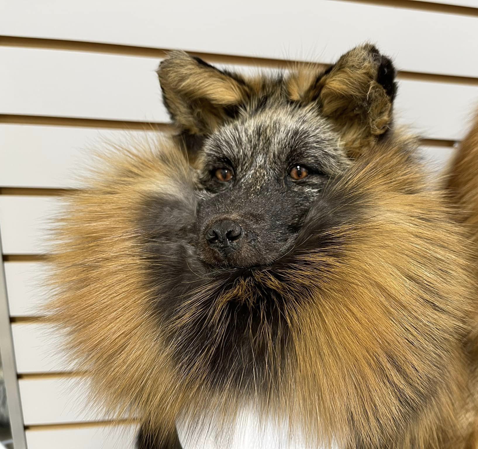 CROSS FOX