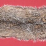 BUY TANNED FURS : BADGER