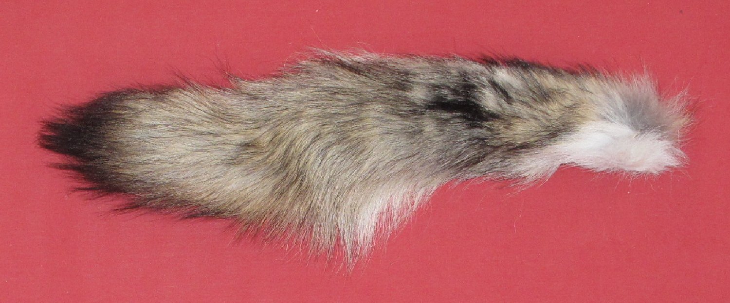 WOLF-TAIL