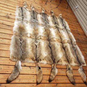 COYOTE BLANKET