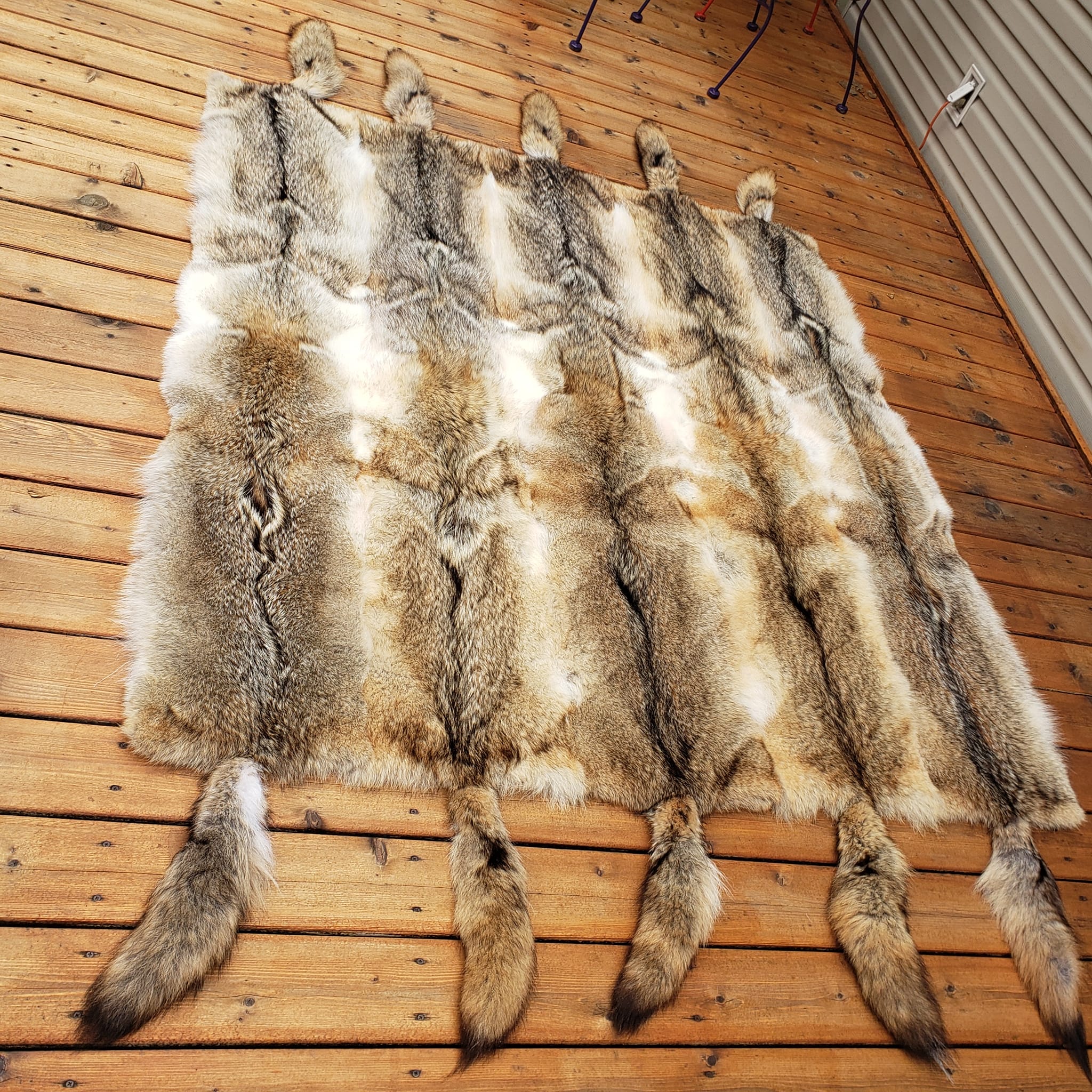 COYOTE BLANKET