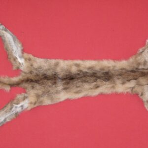 BUY TANNED COUGAR HIDE