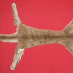 BUY TANNED COUGAR HIDE