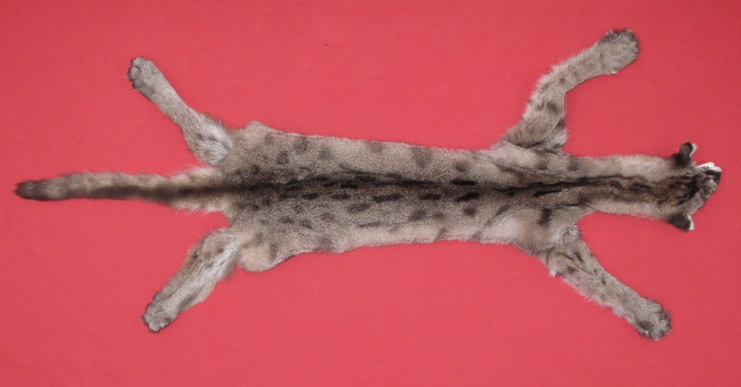 COUGAR