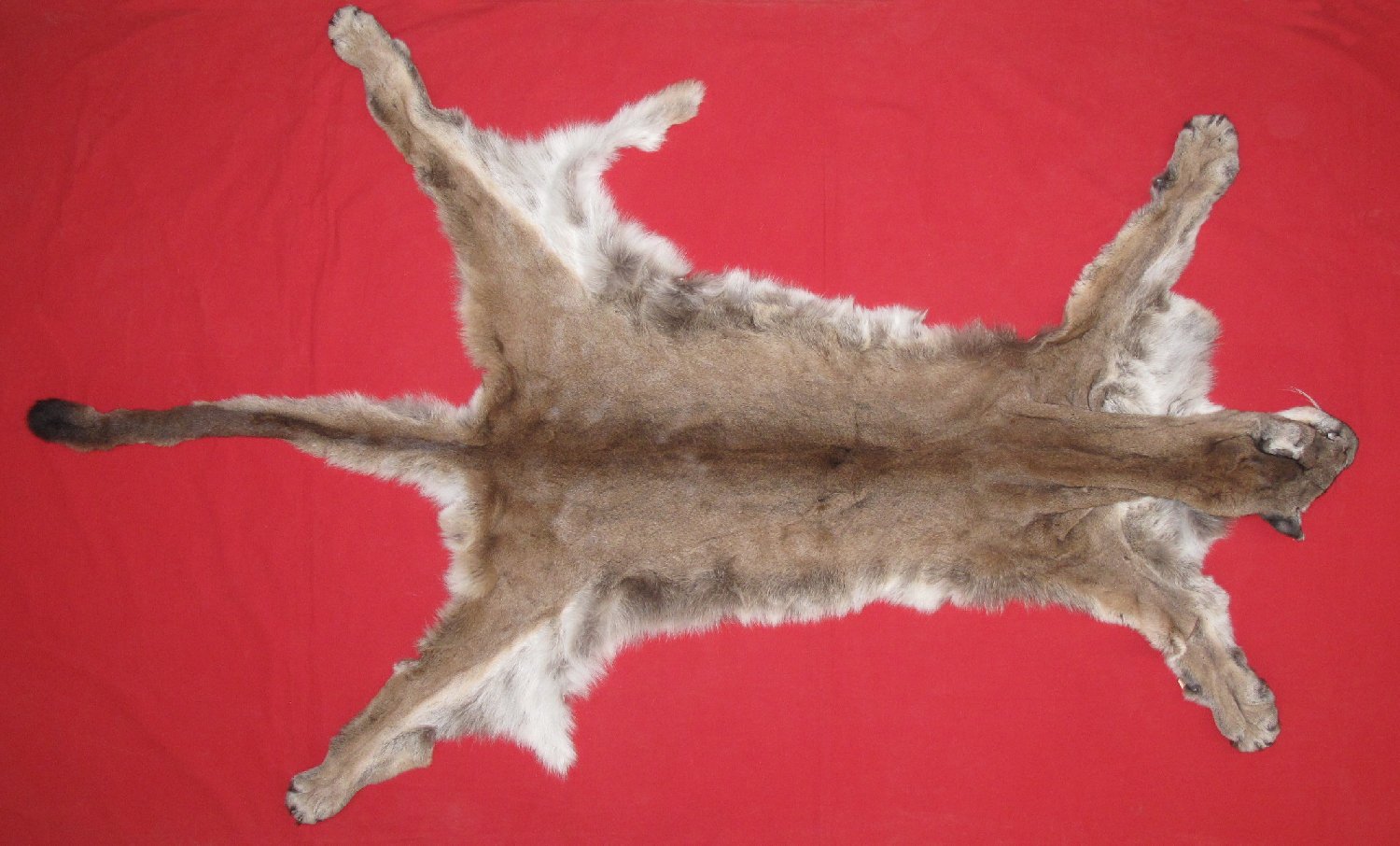 COUGAR
