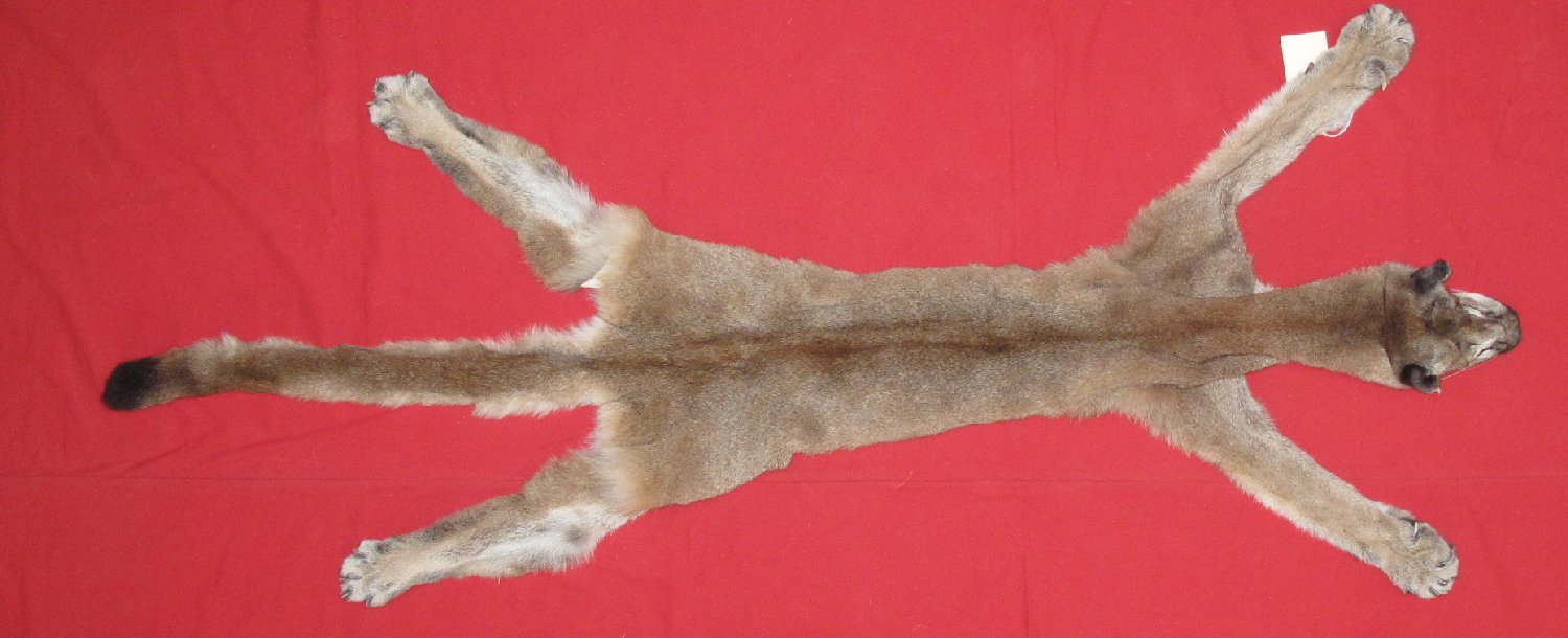 COUGAR