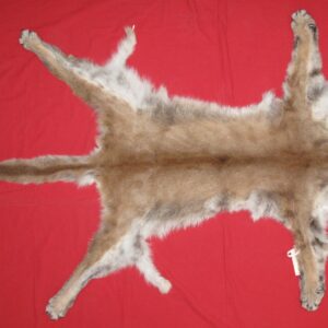 COUGAR