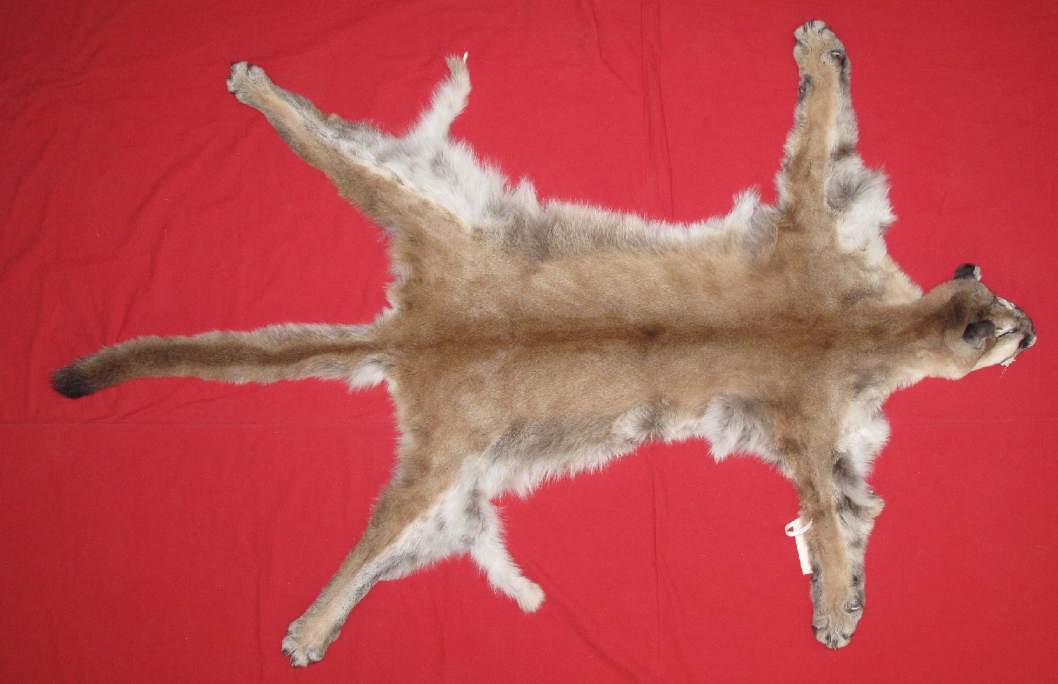 COUGAR