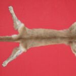 BUY TANNED COUGAR HIDE