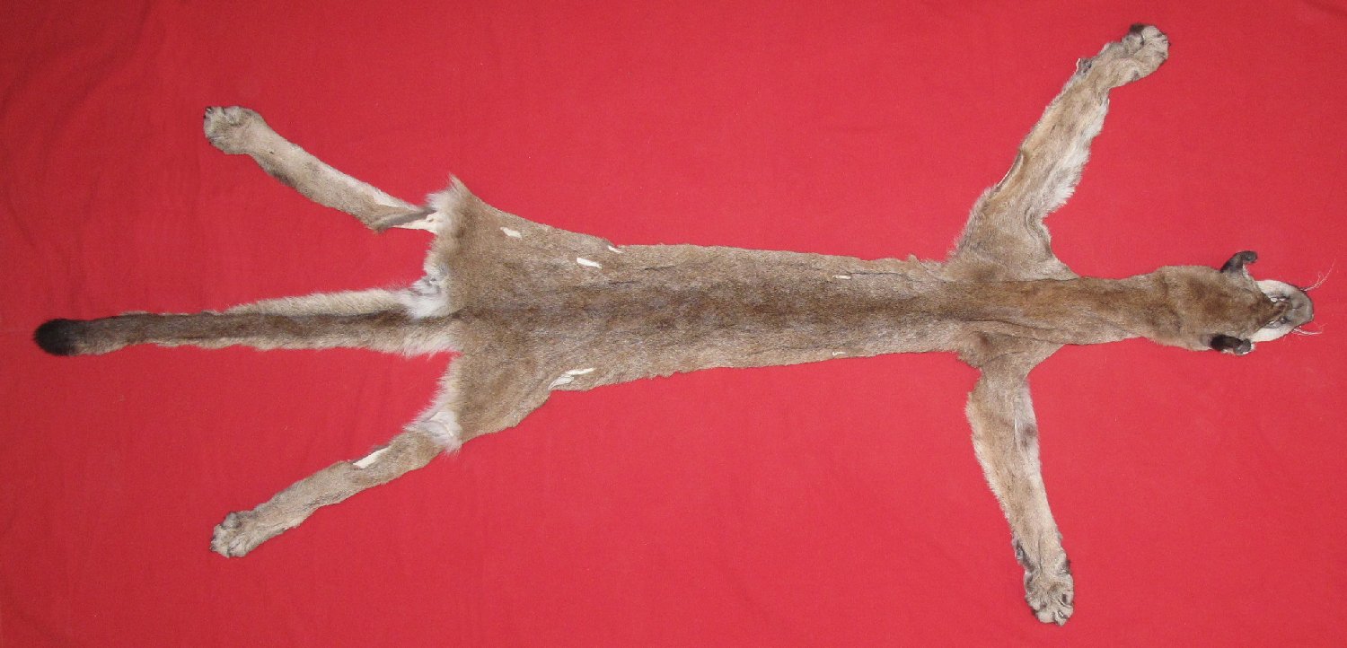 COUGAR