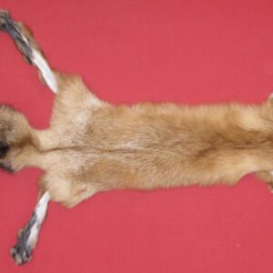 RED FOX