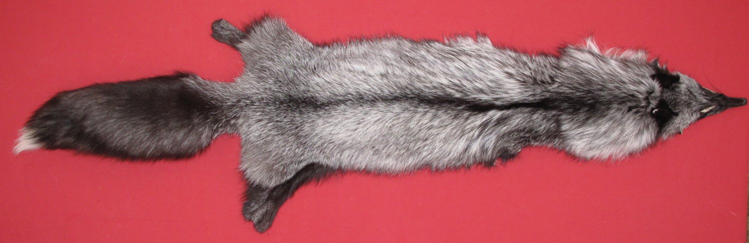 SILVER FOX