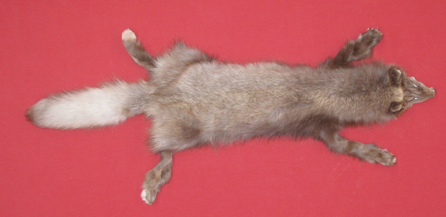 FOX