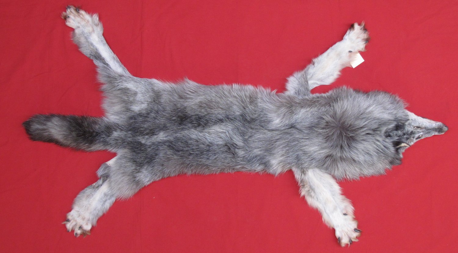 WOLF