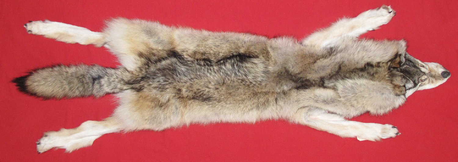 WOLF