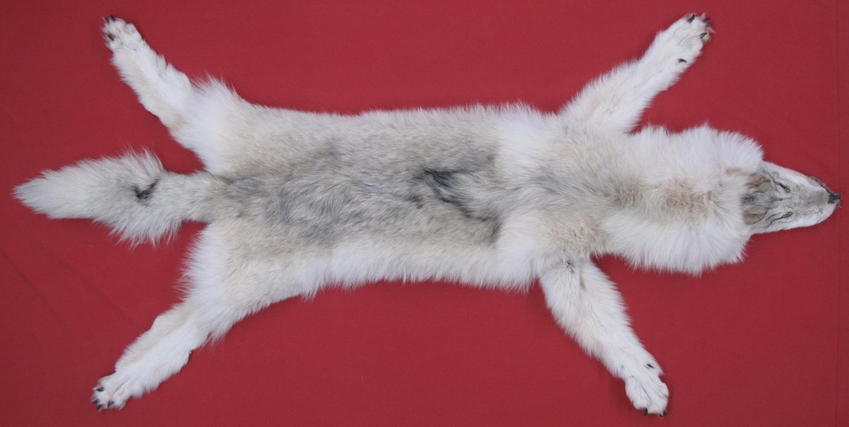 WOLF
