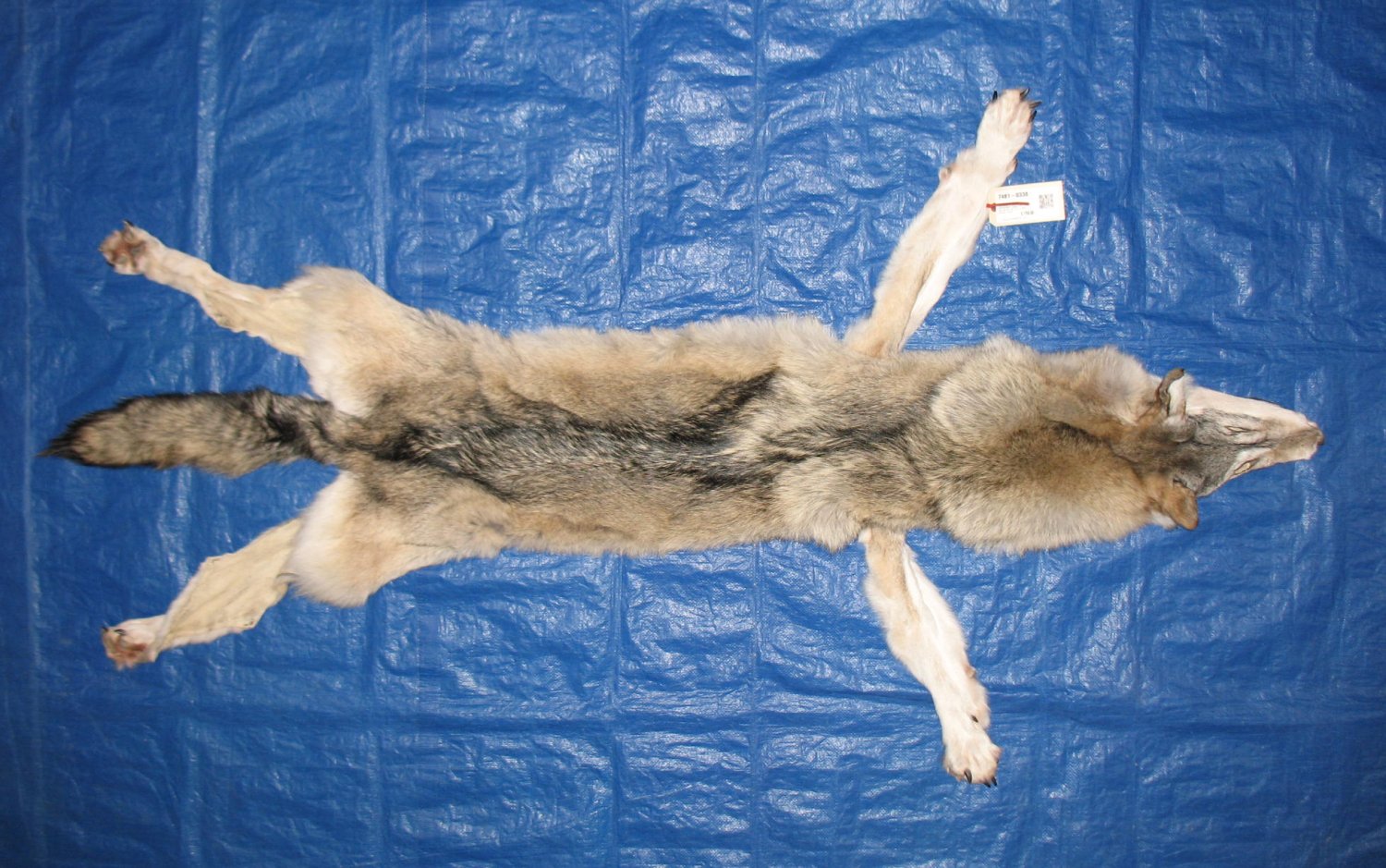 WOLF