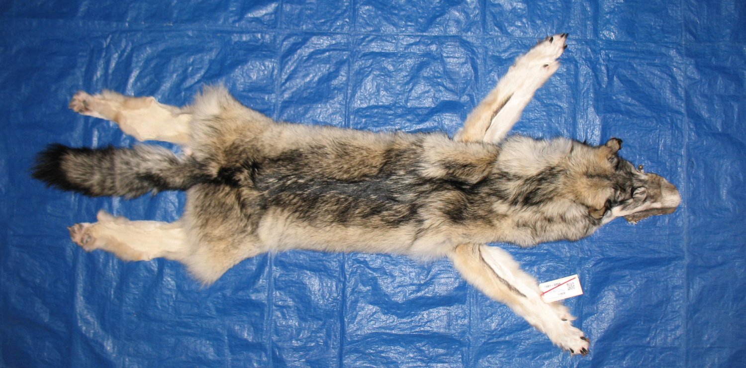 WOLF