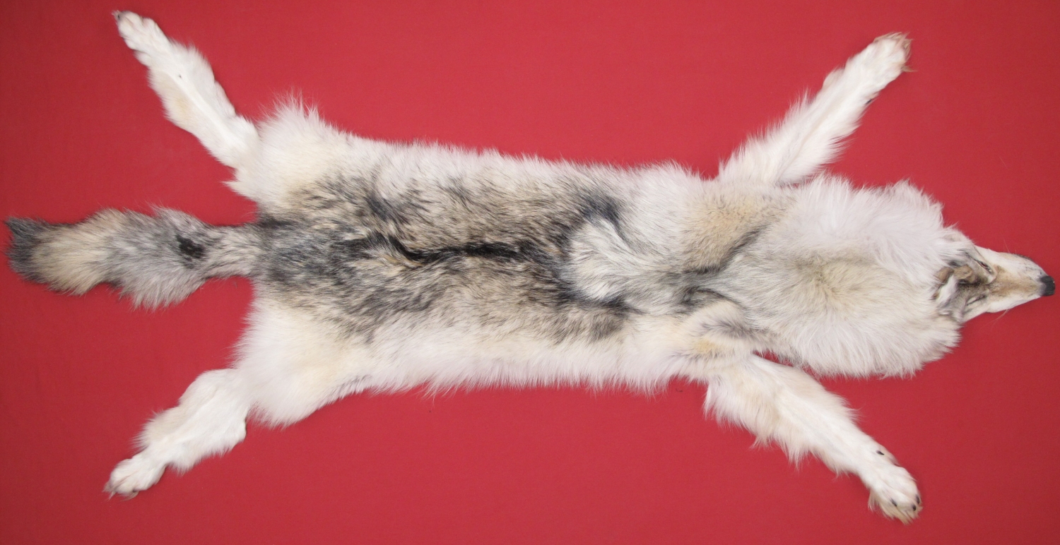 WOLF