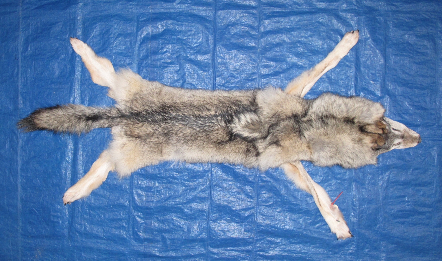 WOLF