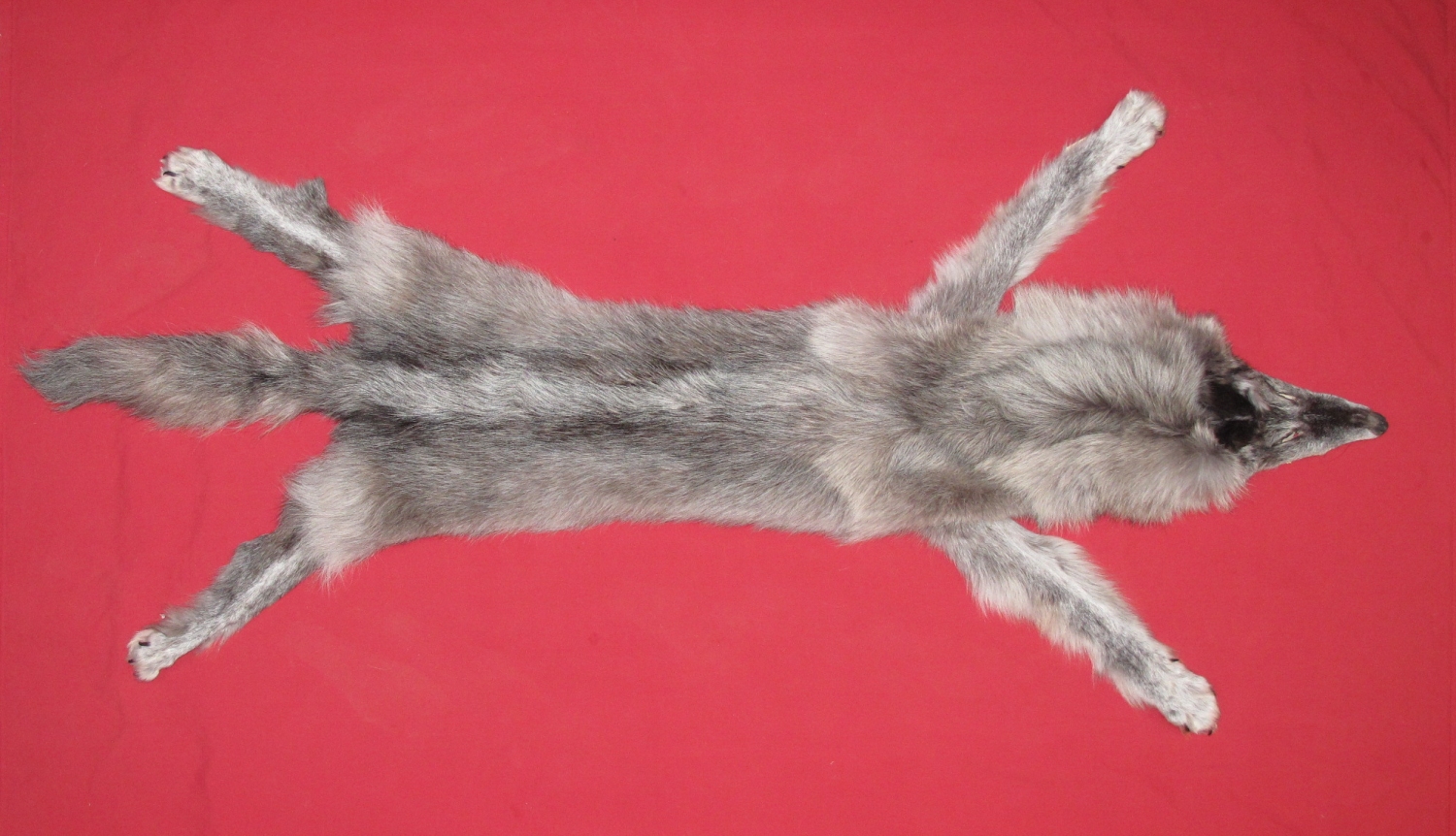 WOLF
