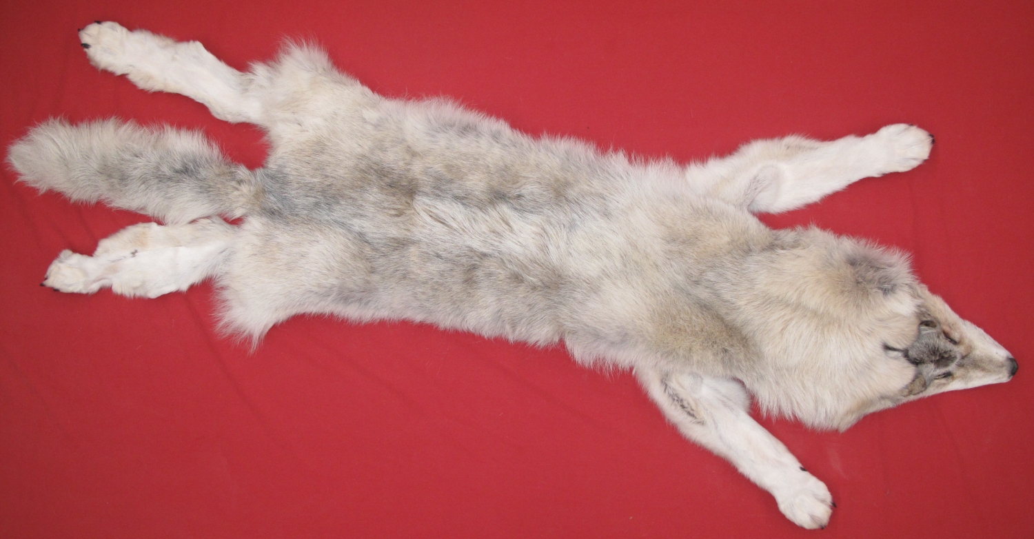 WOLF
