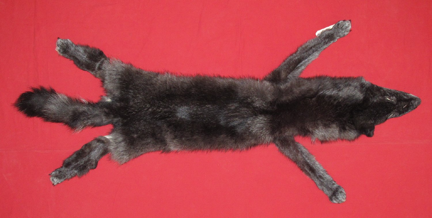 WOLF