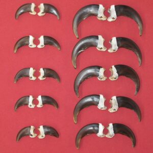 BUY FULL SET OF CLAWS : GRIZZLY BEAR