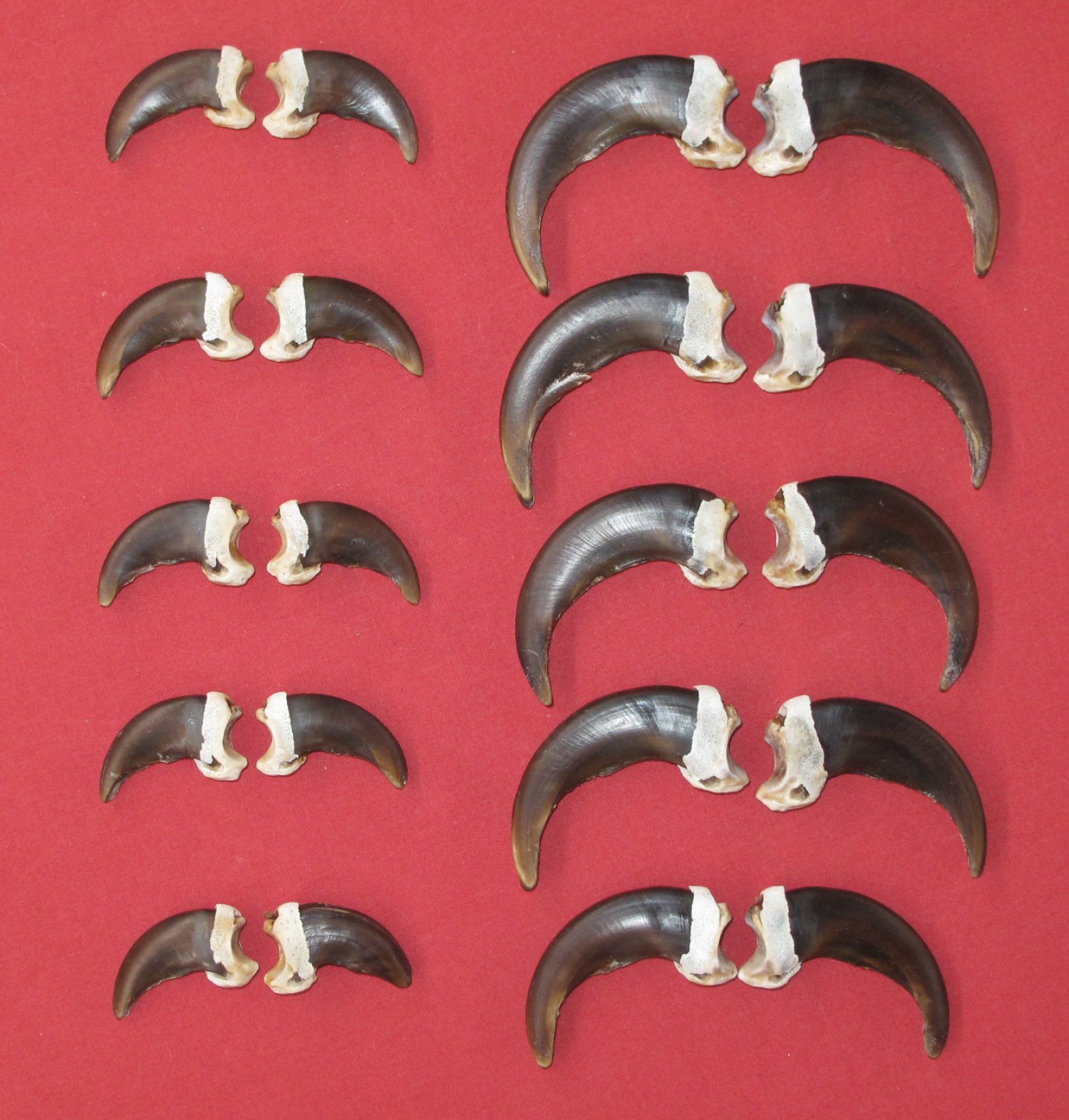 BUY FULL SET OF CLAWS : GRIZZLY BEAR