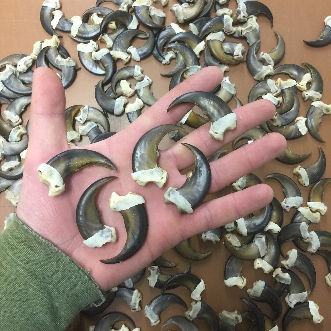 Bear claws