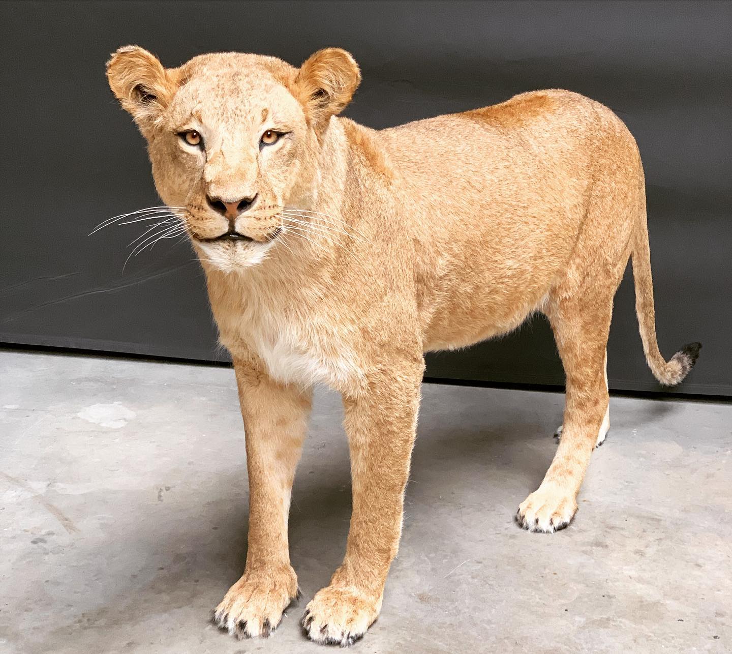 LIONESS