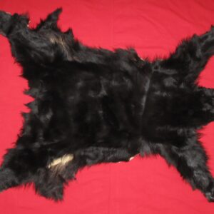 BLACK BEAR
