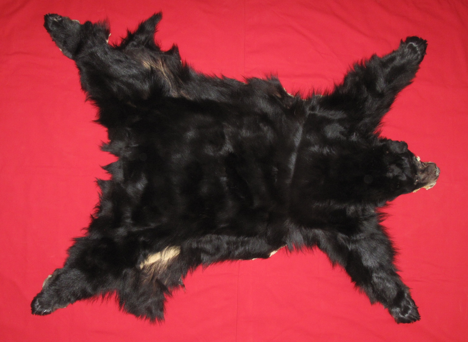 BLACK BEAR