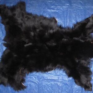 BLACK BEAR