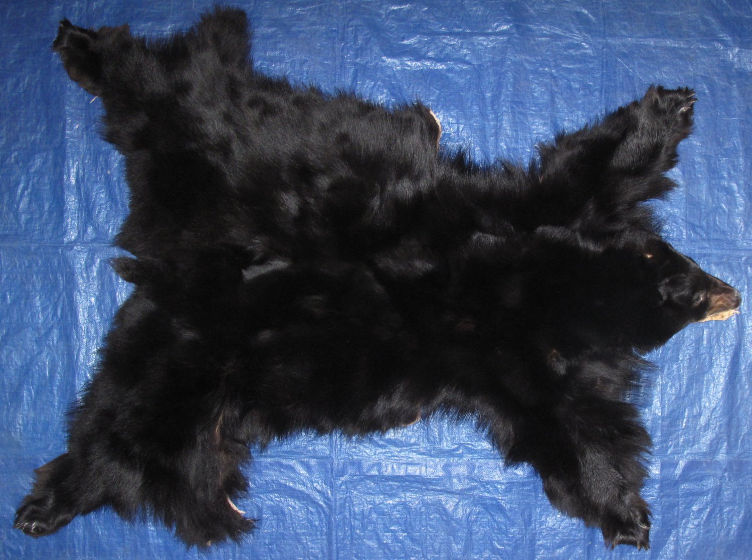 BLACK BEAR