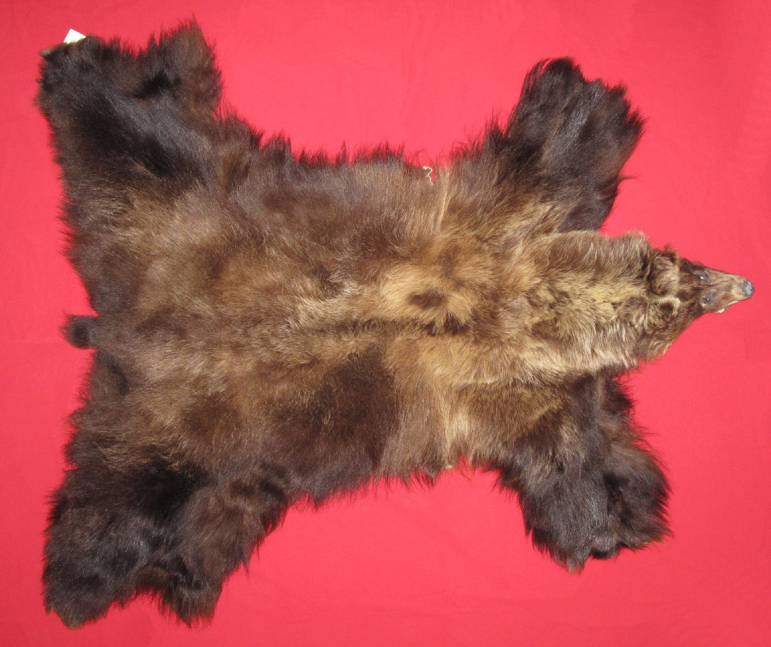 GRIZZLY BEAR