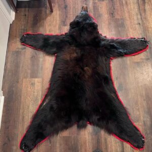 BLACK BEAR