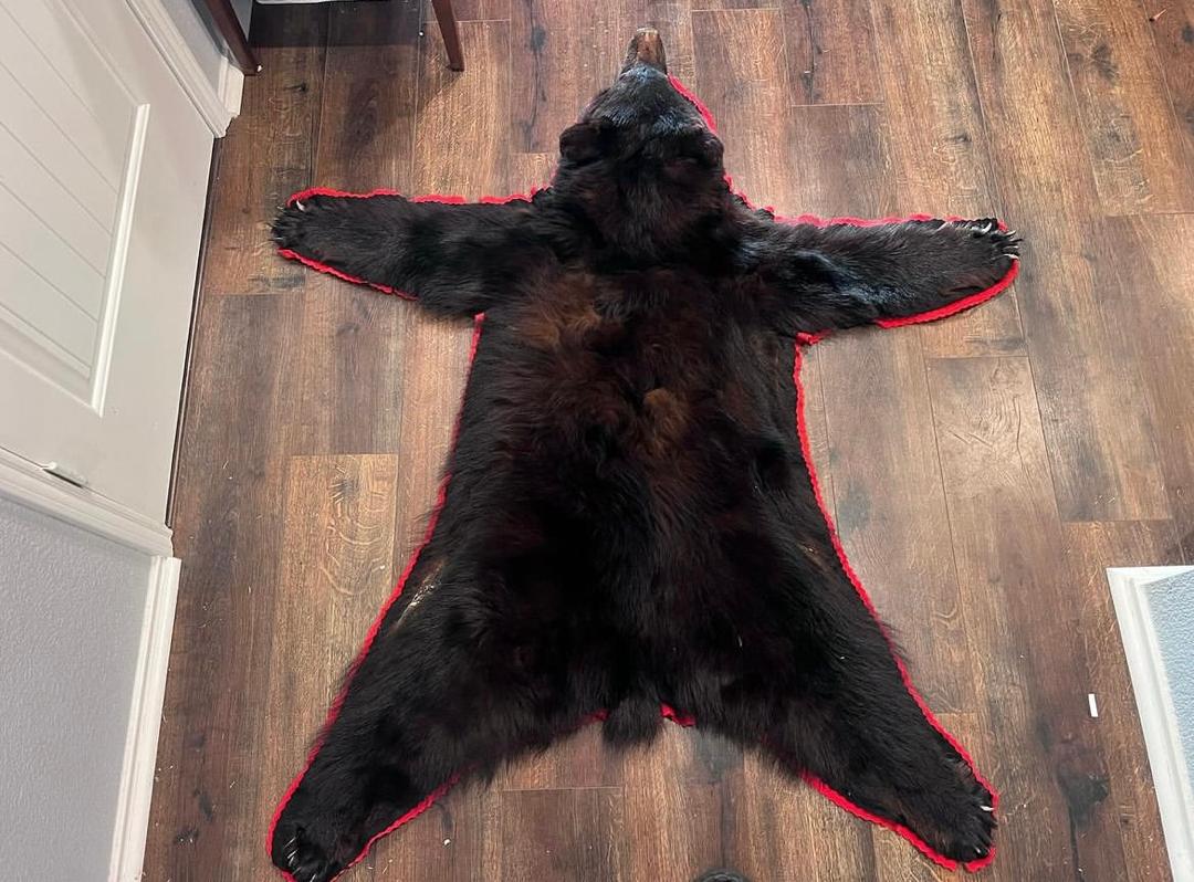 BLACK BEAR
