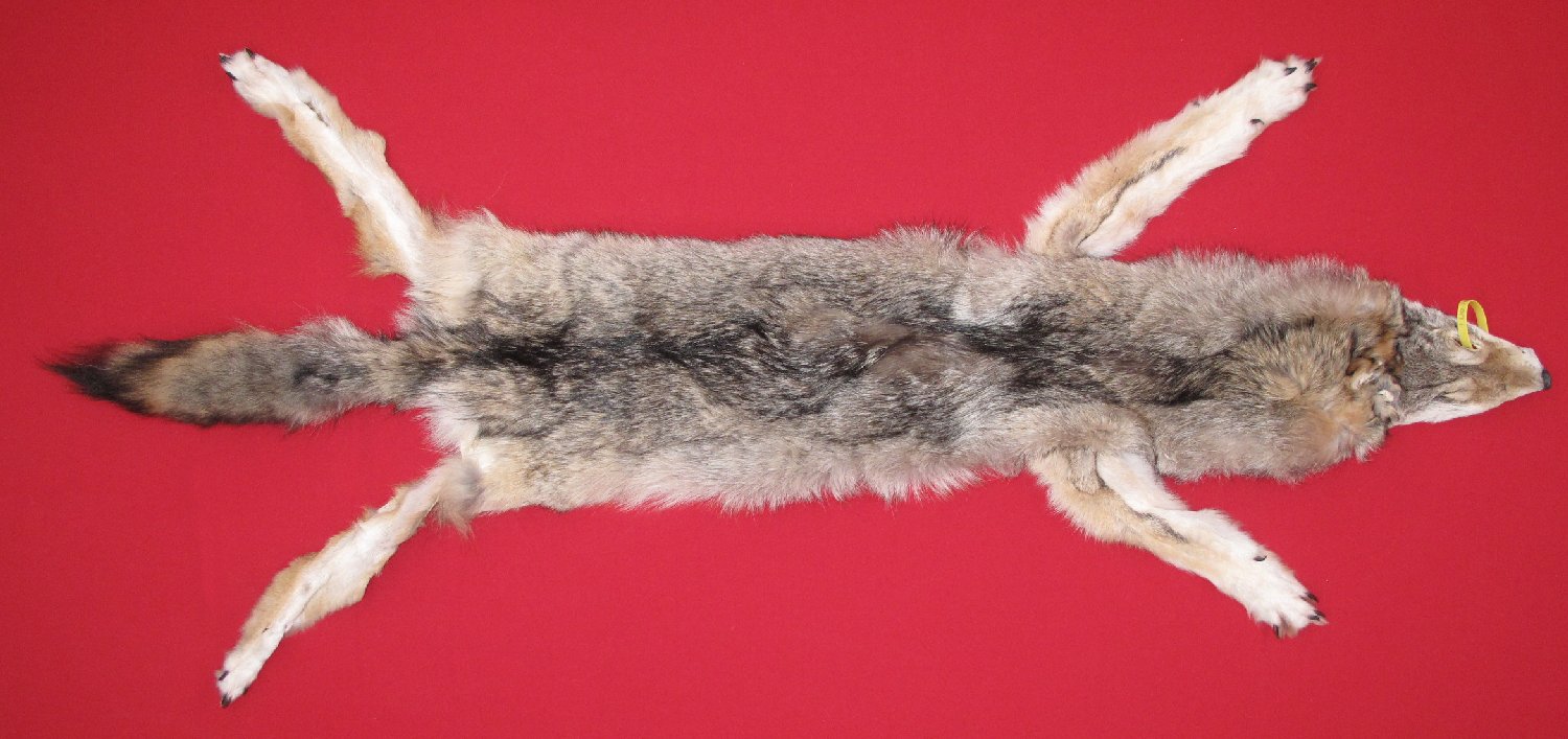 wolf pelt