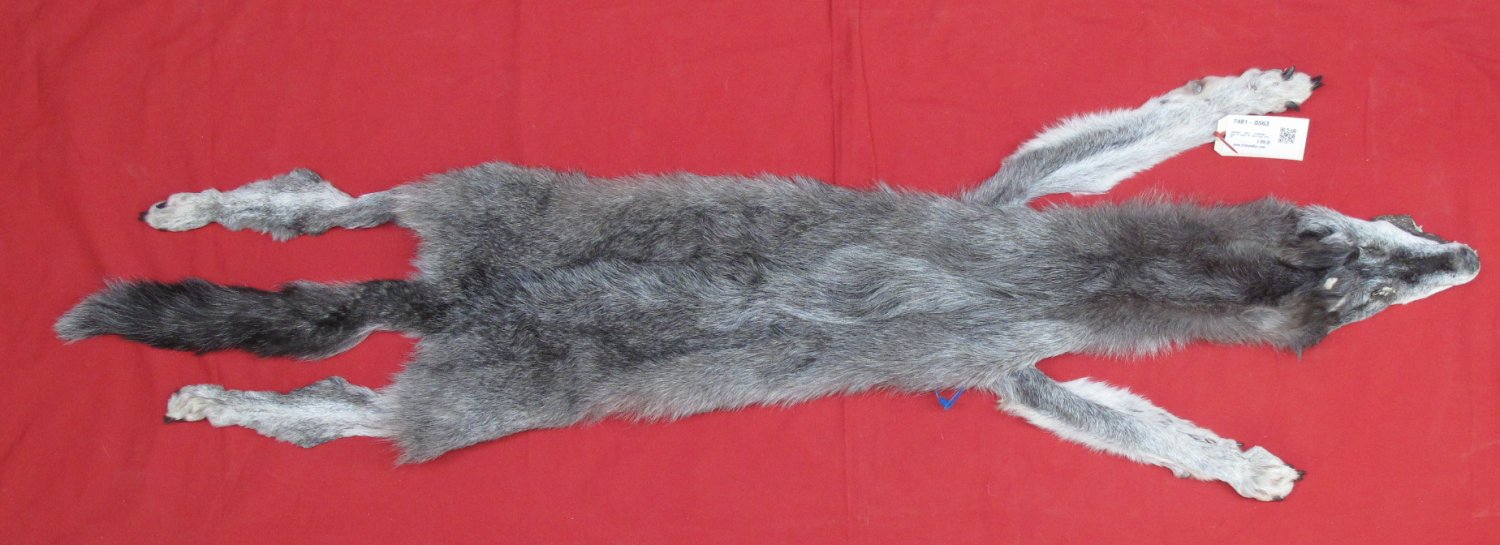wolf pelt