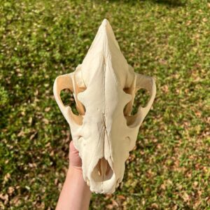 Buy African Spotted Hyena Skull